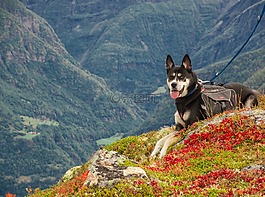 狗,山,徒步旅行