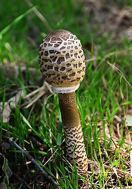 巨型 schirmling,macrolepiota,蘑菇