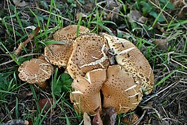 蘑菇,秋季,草