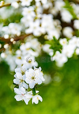 花,植物區(qū)系,自然