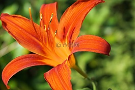花,開花,性質(zhì)