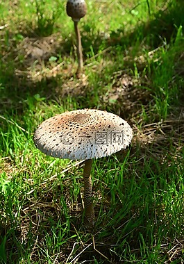 巨型 schirmling,macrolepiota,蘑菇