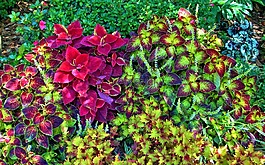 植物,花園,葉子