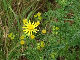asteroideae,花,植物