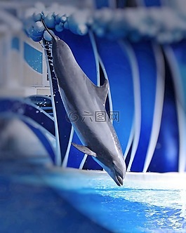 海豚,顯示,執行