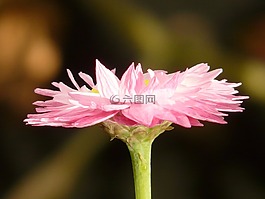 太陽(yáng)翼,花,開花