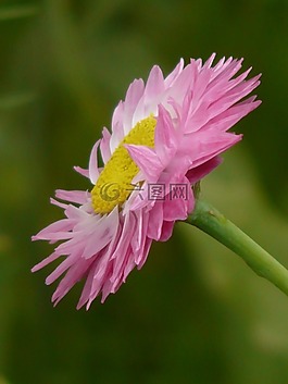 太陽(yáng)翼,花,開花