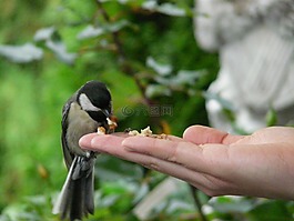 山雀,鳥,手