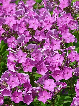 火焰花,福祿考,花