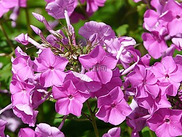 福祿考,火焰花,花
