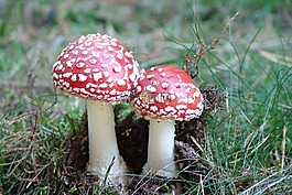 性質(zhì),森林,蘑菇