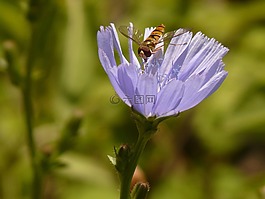 冬季 florea,昆蟲,hoverfly