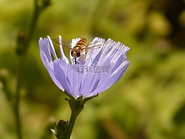 冬季 florea,飛,hoverfly