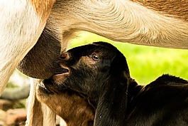 哺乳動物,自然,動物