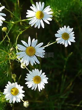 真正的洋甘菊,榛果 chamomilla,洋甘菊