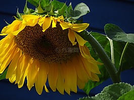 太陽(yáng)花,花,開花