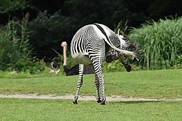 動物的記錄,野生動物園,斑馬