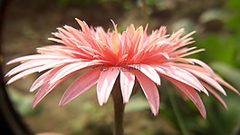 自然,植物區(qū)系,花