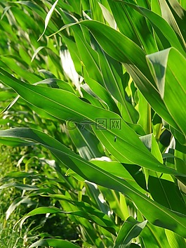 玉米叶,玉米,叶子
