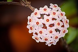 馬利筋,花園,花卉