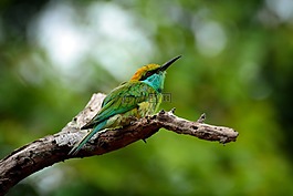 動物,鳥,斯里蘭卡