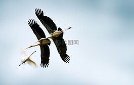 動(dòng)物,鳥(niǎo),斯里蘭卡