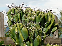 岩仙人掌,蜡样 peruvianus monstrosus,蜡样