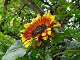 太陽花,花,開花