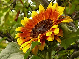 太陽(yáng)花,花,開(kāi)花