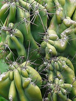 岩仙人掌,蜡样 peruvianus monstrosus,蜡样