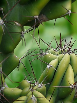 岩仙人掌,蜡样 peruvianus monstrosus,蜡样