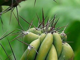 带动,岩仙人掌,蜡样 peruvianus monstrosus