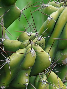 带动,岩仙人掌,蜡样 peruvianus monstrosus