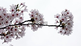 春天,鮮花,櫻花盛開