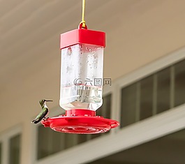 蜂鳥(niǎo),坐,喂養(yǎng)