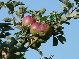 蘋(píng)果,蘋(píng)果樹(shù),紅色