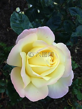 玫瑰,性質(zhì),鮮花