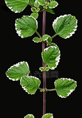 香植物,蛾國王,香