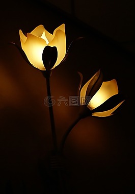 燈,花卉,光