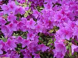 杜鵑,映山紅,鮮花