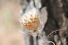 花,水飛薊,野生花卉