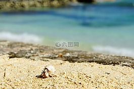 癌癥,外殼,海灘