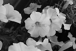 鮮花,自然,黑