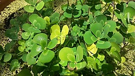 聰明,4 葉,植物