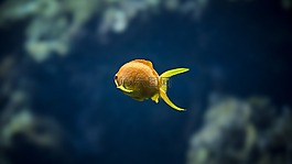 水下,性質(zhì),動物世界