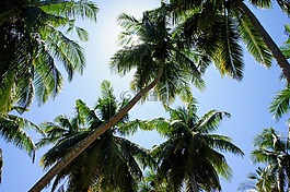 棕櫚樹,藍(lán)藍(lán)的天空,天空