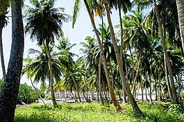 棕櫚樹(shù),藍(lán)藍(lán)的天空,天空