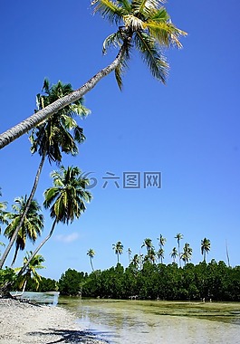 棕櫚樹,藍(lán)藍(lán)的天空,天空