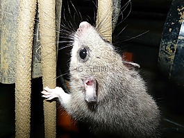 榛,食用榛,嚙齒動物