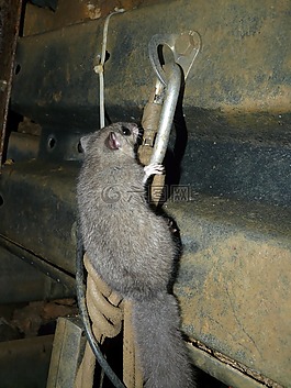 食用榛,嚙齒動物,尾